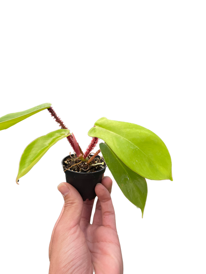 Philodendron Squamiferum