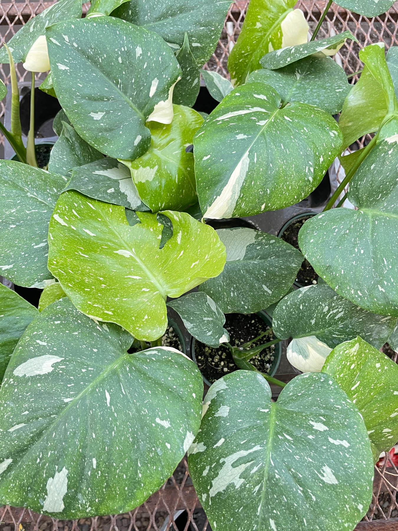 Thai Constellation Monstera