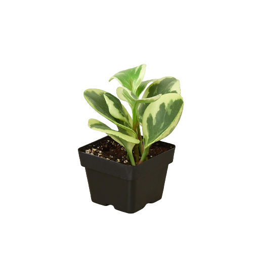 Peperomia Marble