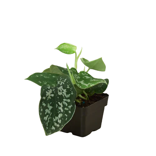 Satin Pothos