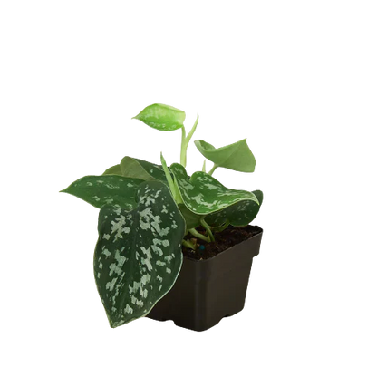 Satin Pothos