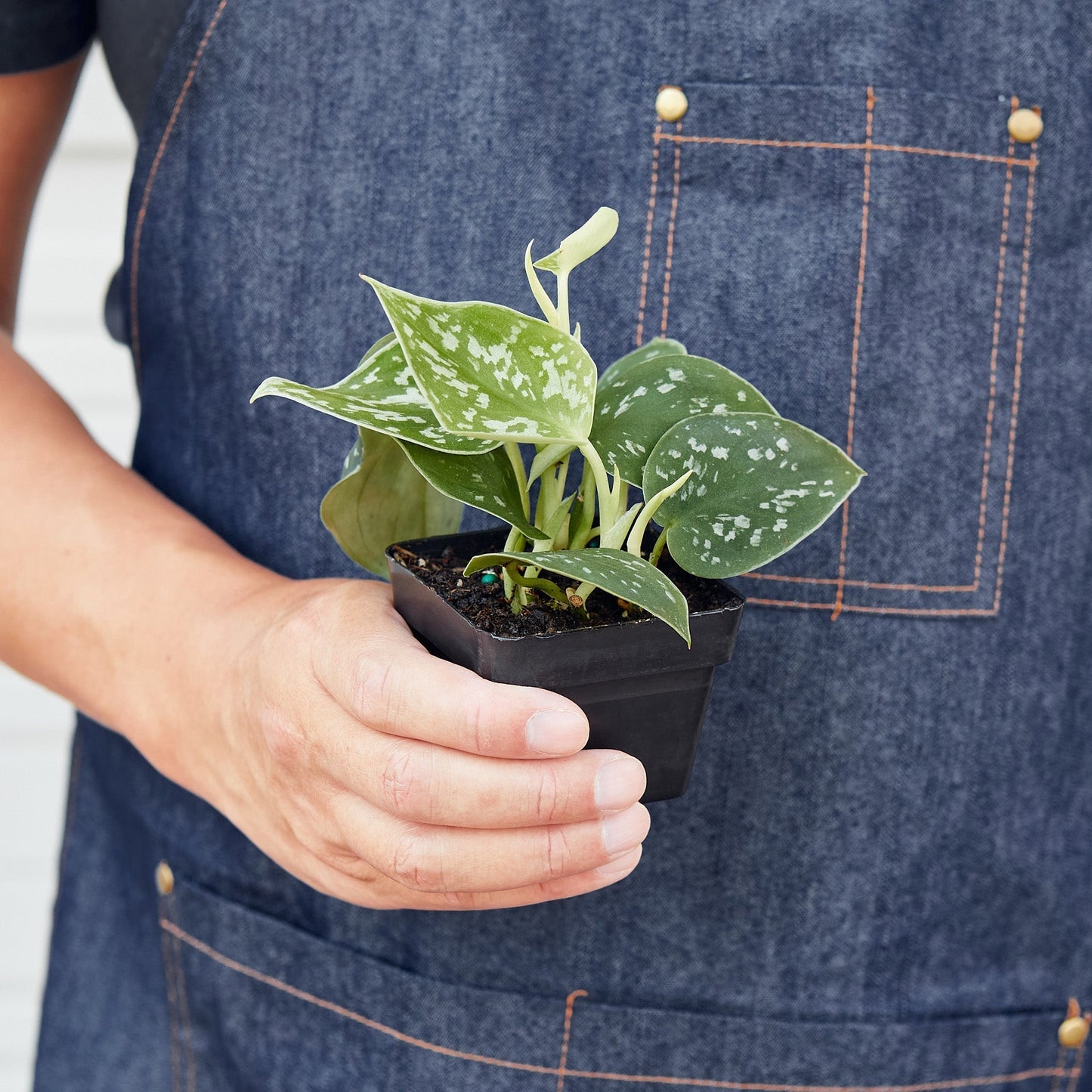 Satin Pothos