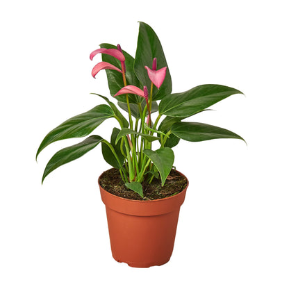 Anthurium 'Purple'