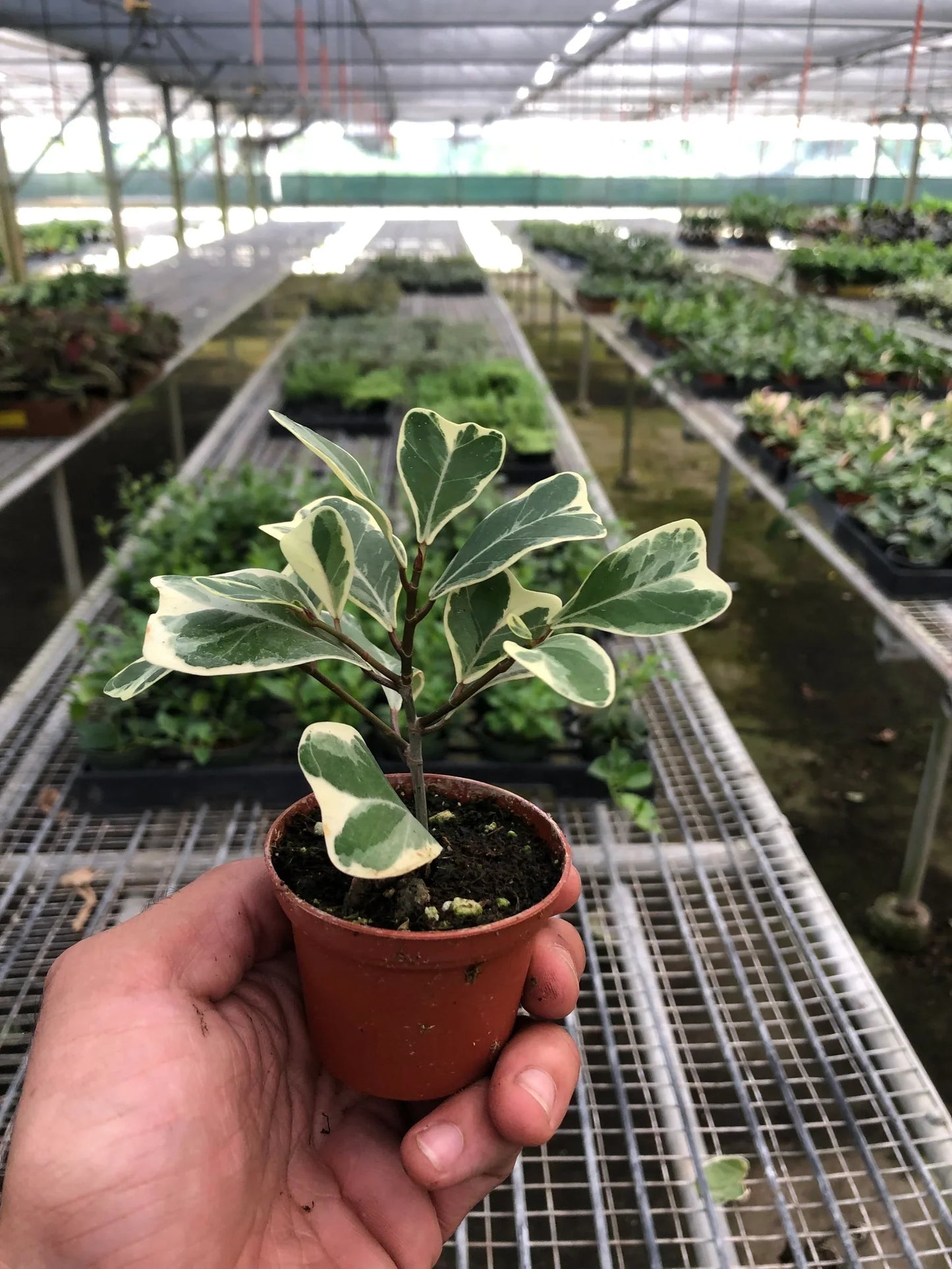 Ficus Elastica Triangularis Variegated