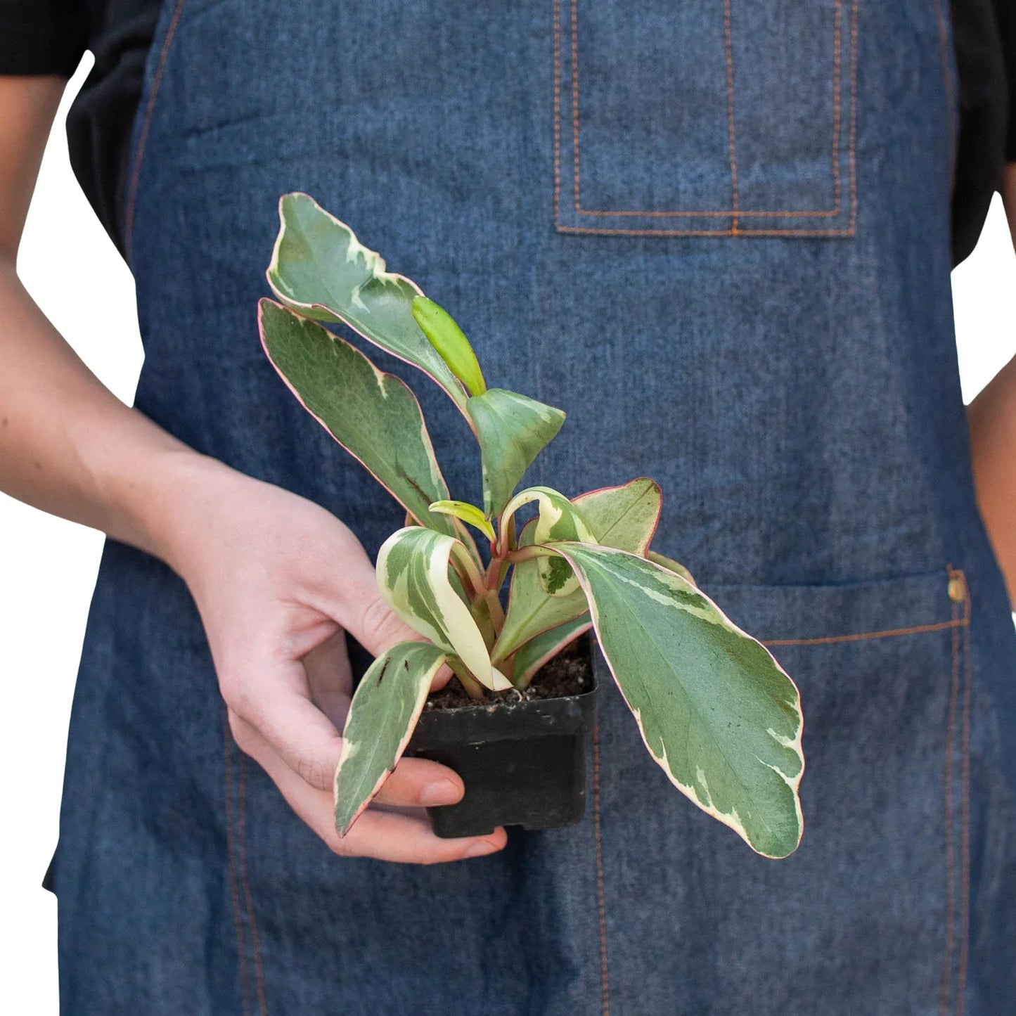 Peperomia Ginny