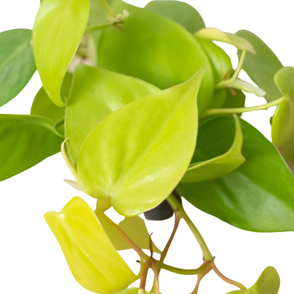 Neon Philodendron