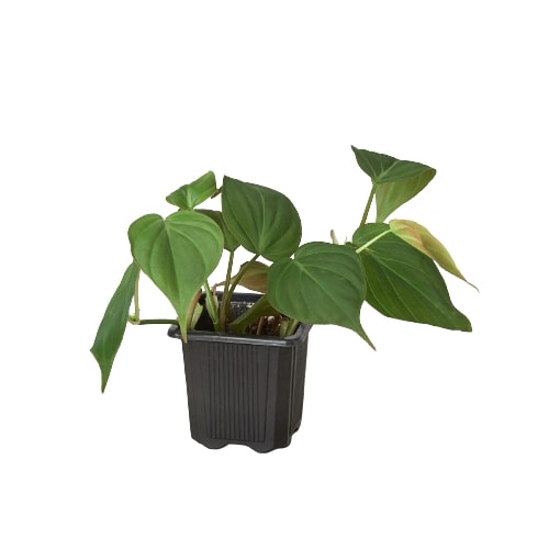 Velvet Leaf Philodendron