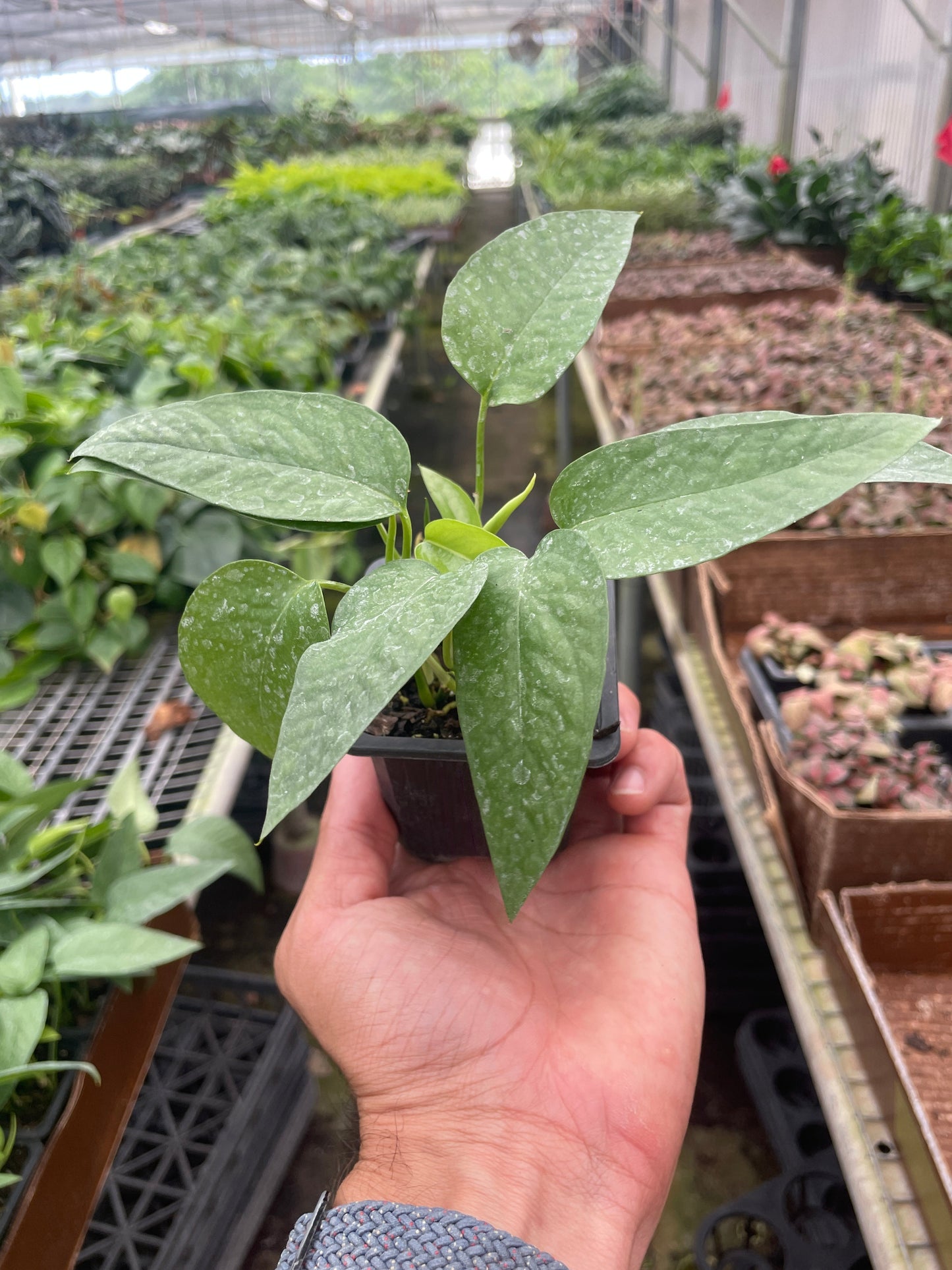 Cebu Blue Pothos