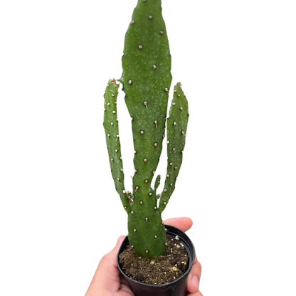 Drooping Prickly Pear Cactus