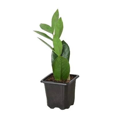 ZZ Plant