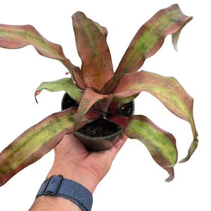 Cryptanthus 'Calypso'