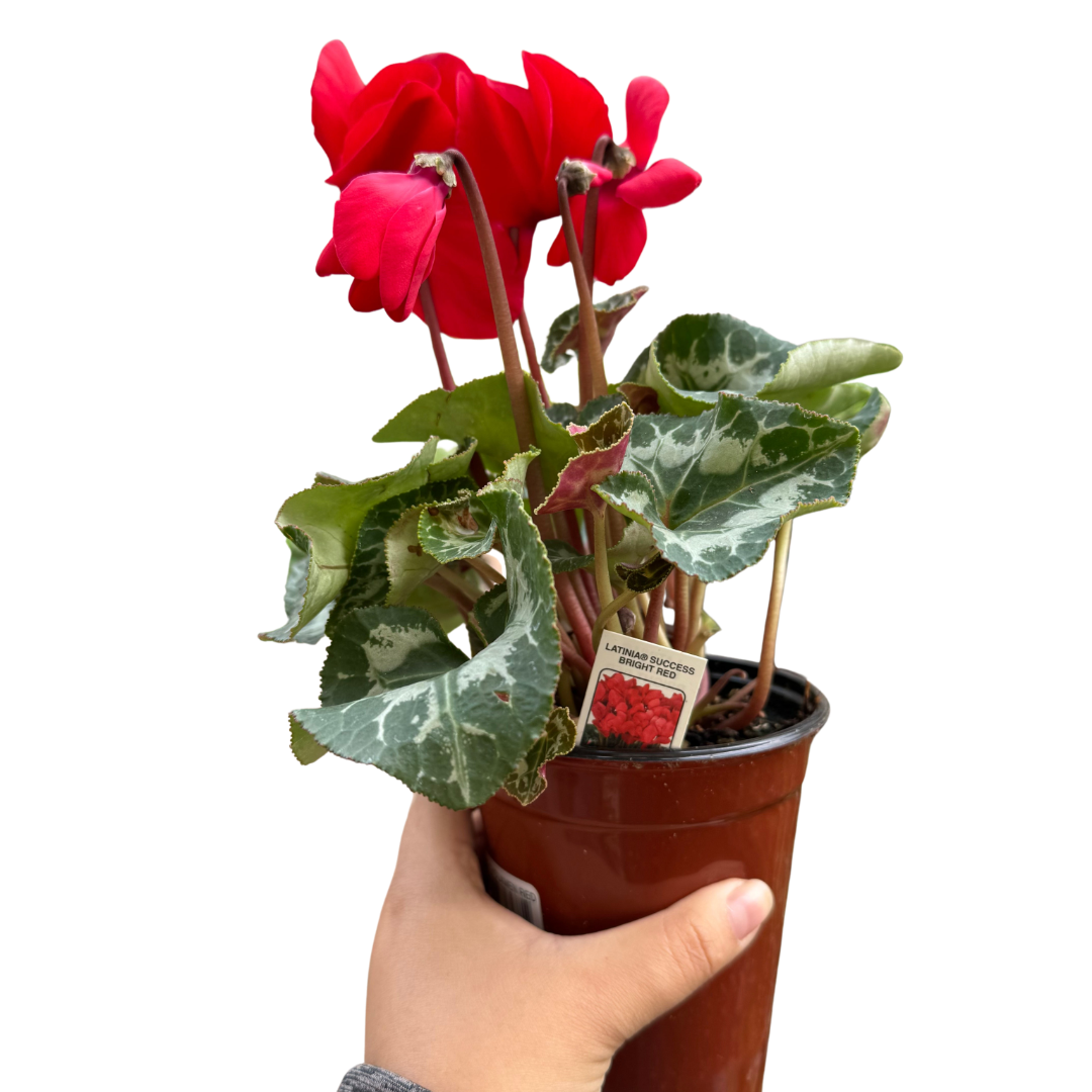 Cyclamen 'Red'