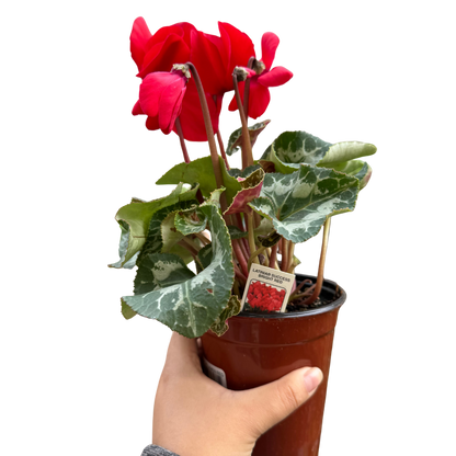 Cyclamen 'Red'