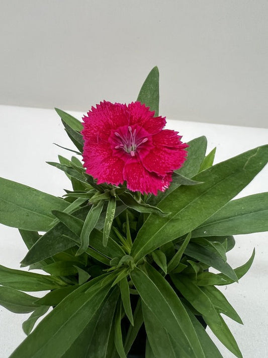 Dianthus