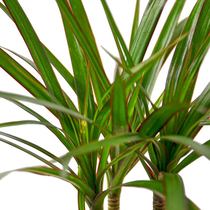 Dracaena Marginata Cane