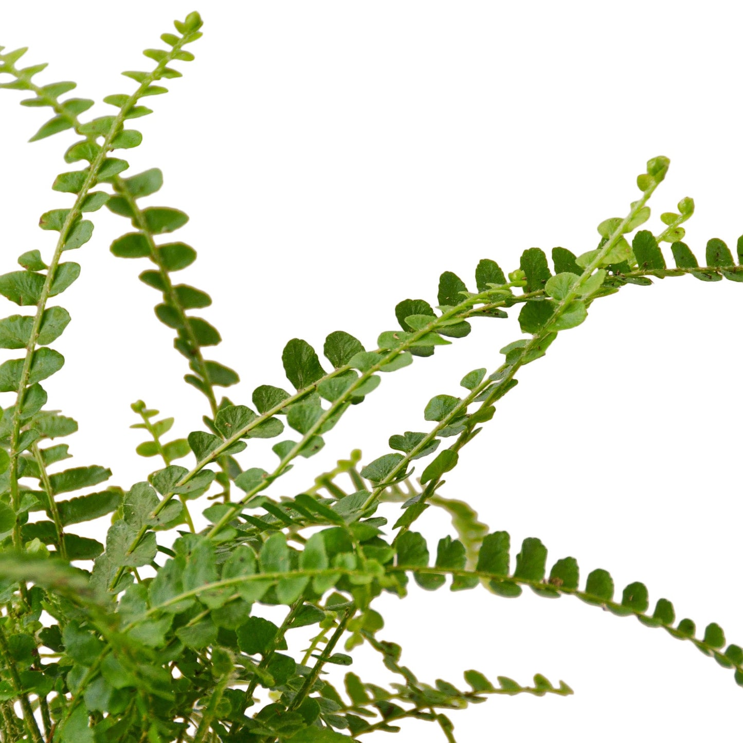 Lemon Button Boston Fern