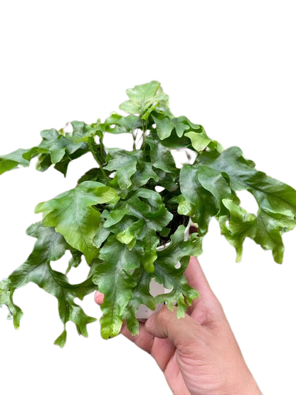 Fern 'Nicolas Diamond'