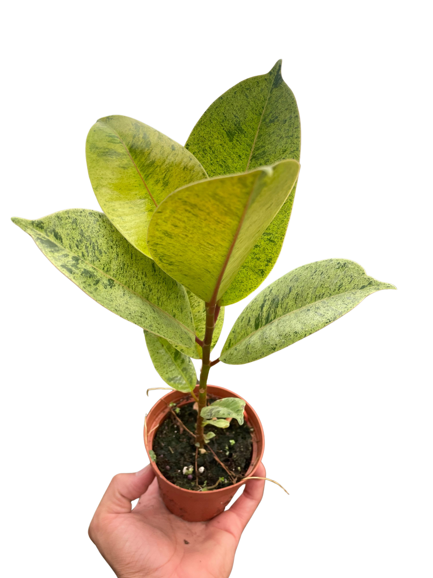 Ficus 'shivereana' (Moonshine)