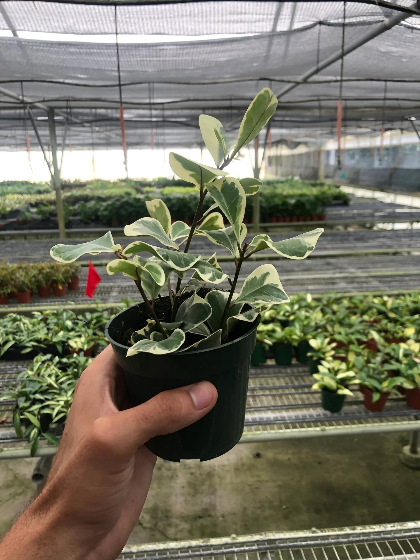 Ficus Elastica Triangularis Variegated