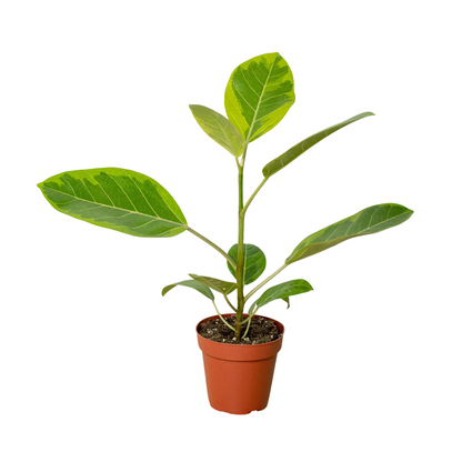 Ficus Altissima Yellow Gem