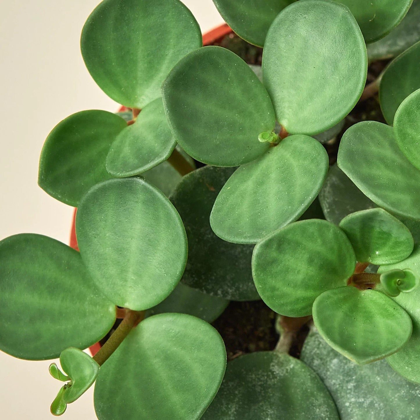 Peperomia'Hope