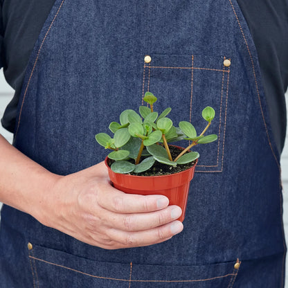 Peperomia'Hope