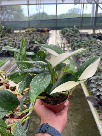 Monstera Standeleyana Albo Variegated