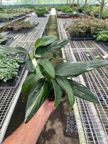 Monstera Standeleyana Albo Variegated