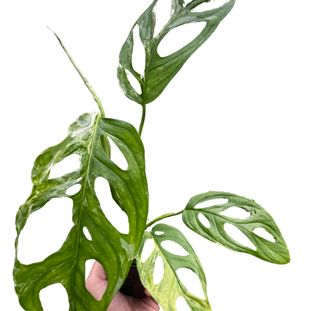 Monstera Adansonii Swiss Cheese Variegated Plant