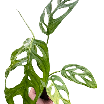 Monstera Adansonii Swiss Cheese Variegated Plant