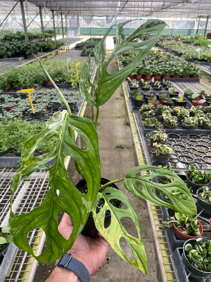 Monstera Adansonii Swiss Cheese Variegated Plant