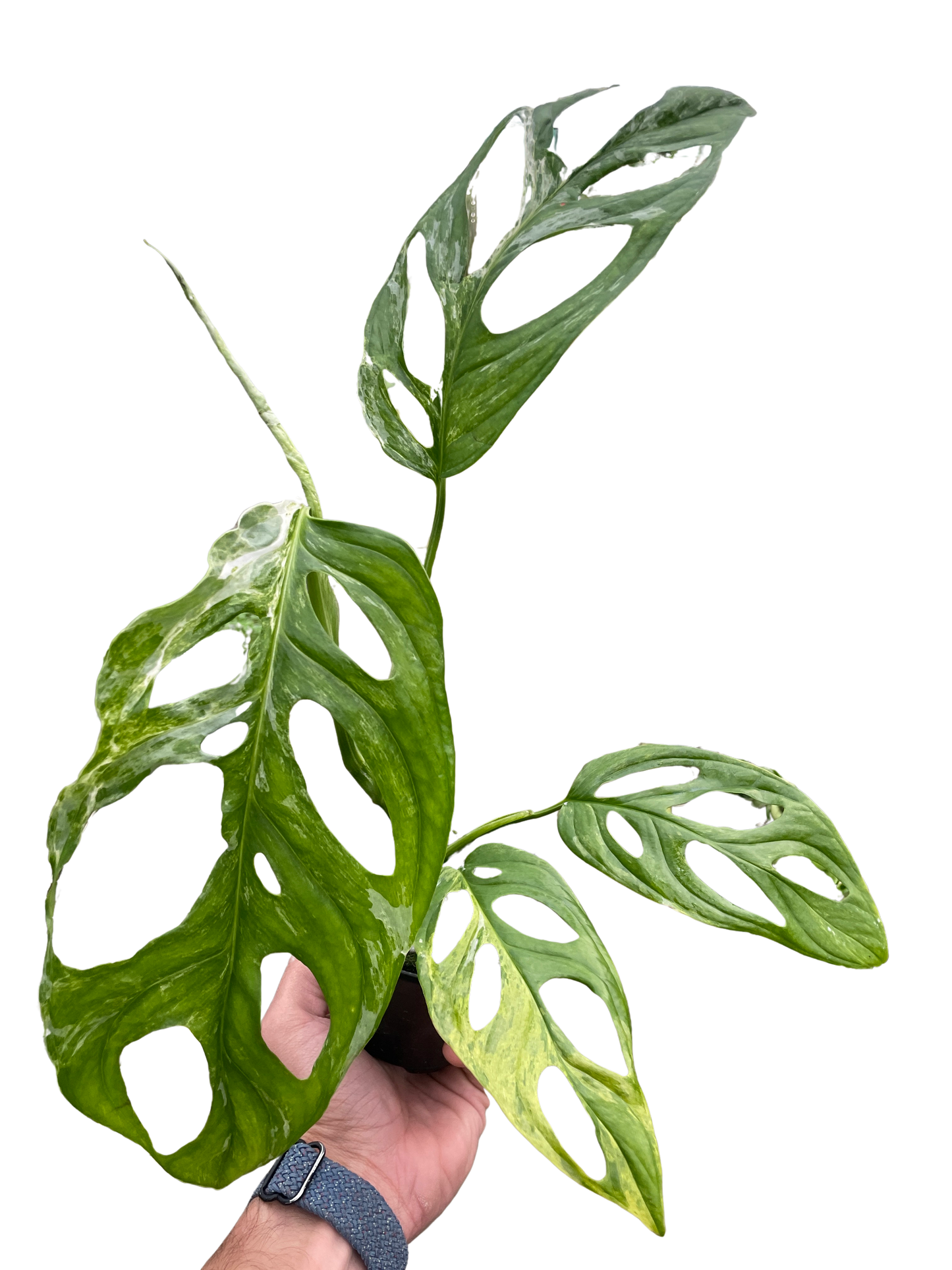 Monstera Adansonii Swiss Cheese Variegated Plant