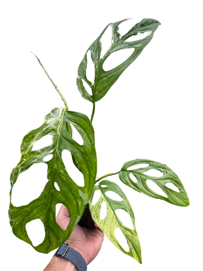 Monstera Adansonii Swiss Cheese Variegated Plant