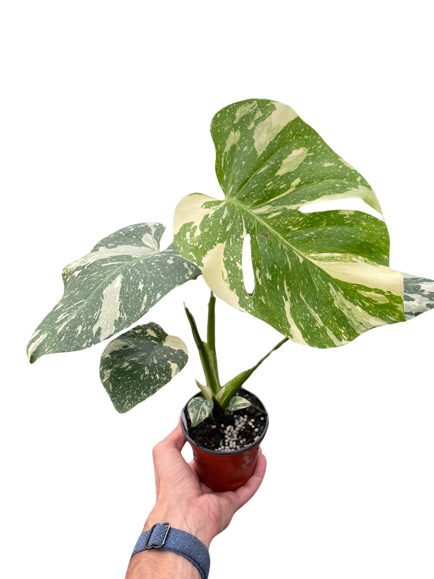 Thai Constellation Monstera