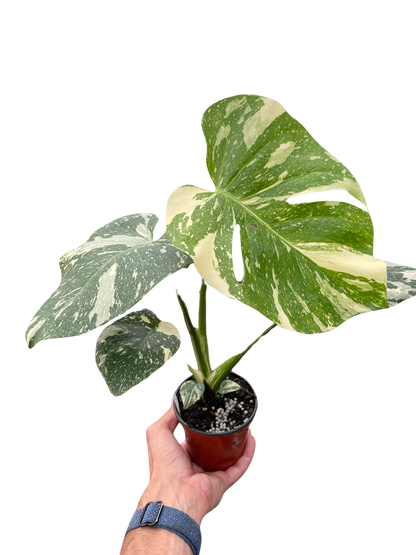 Thai Constellation Monstera