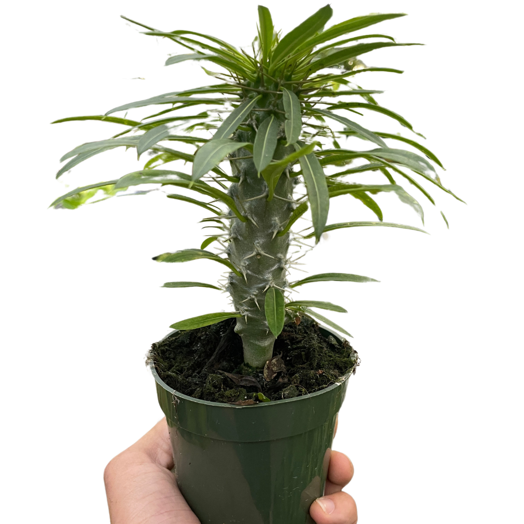 Pachypodium 'lamerei' (Madagascar Palm)