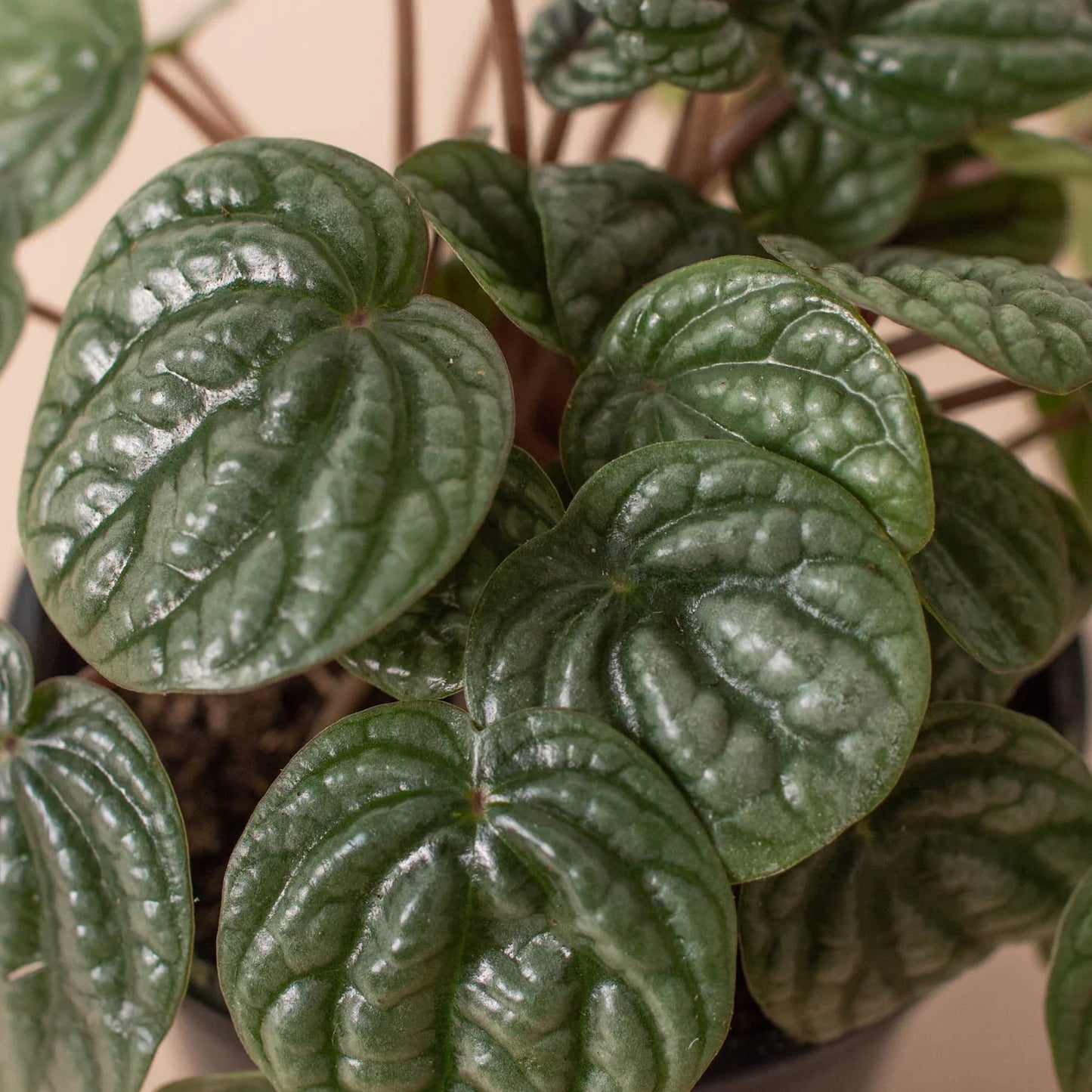 Peperomia Burbella