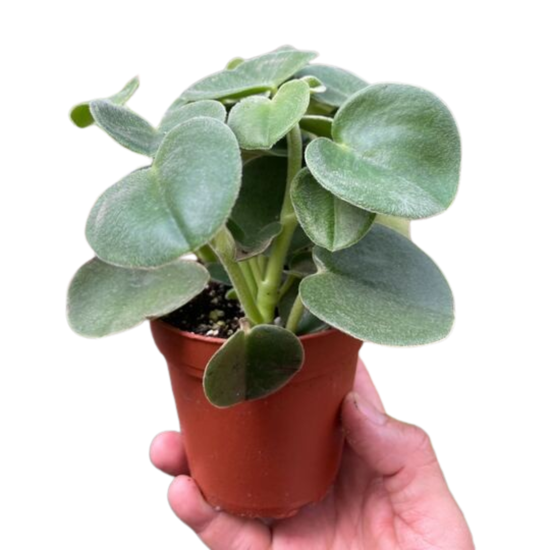 Peperomia Felted