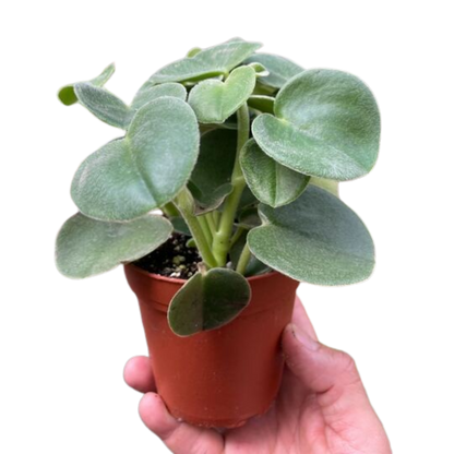 Peperomia Felted