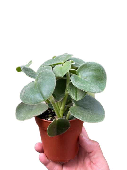 Peperomia Felted