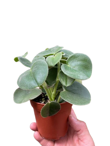 Peperomia Felted