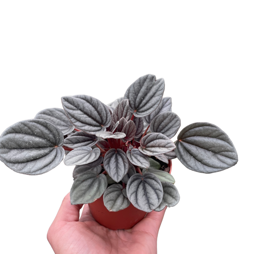 Peperomia Mendoza