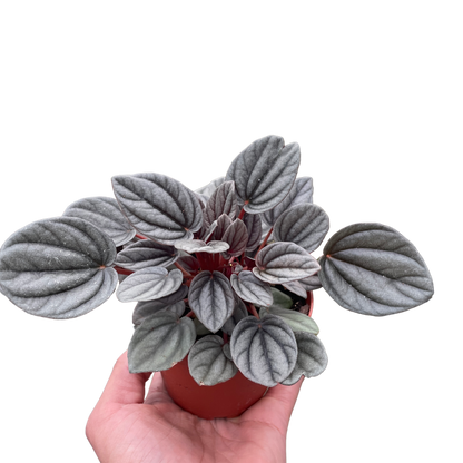 Peperomia Mendoza