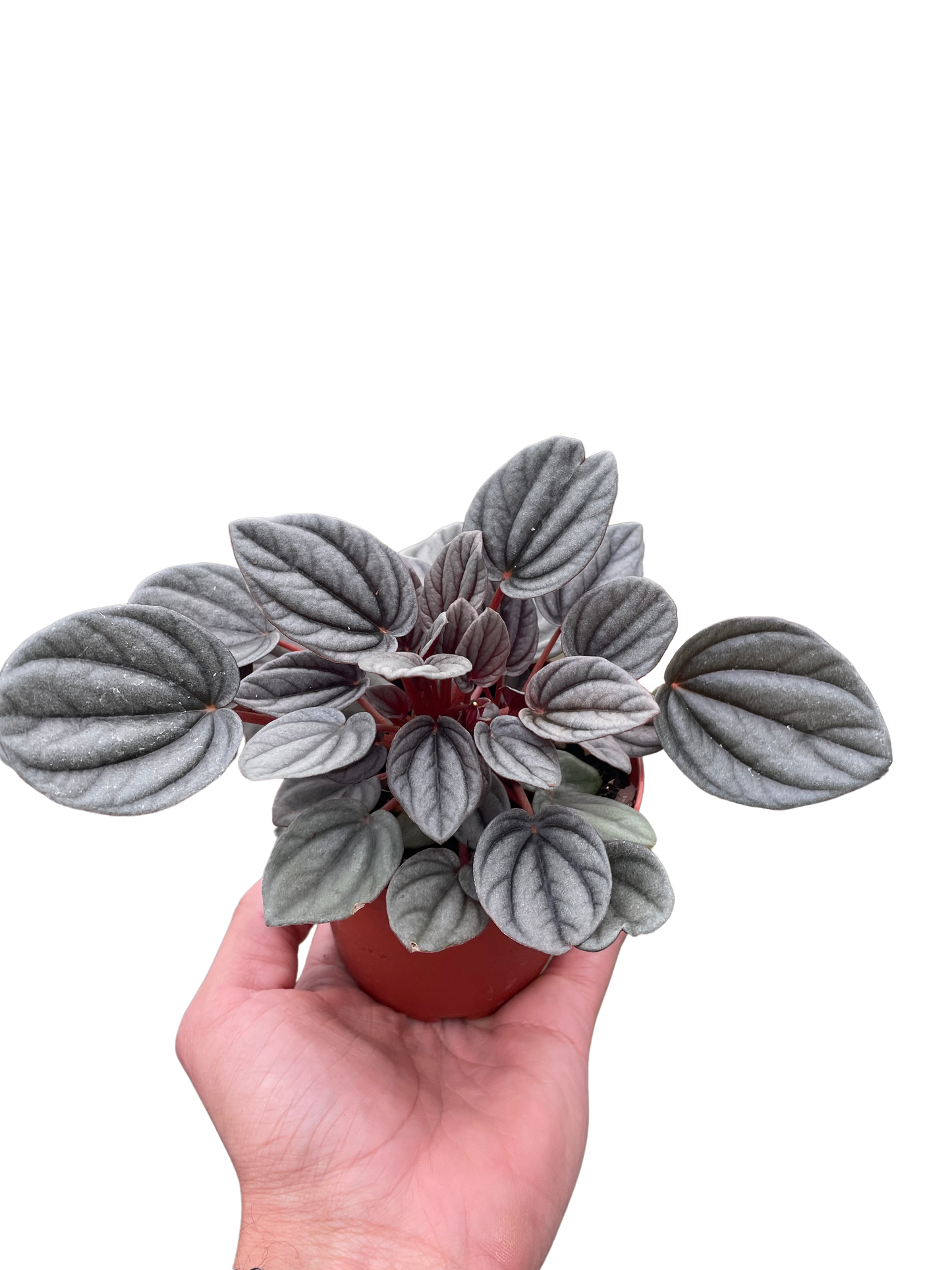 Peperomia Mendoza