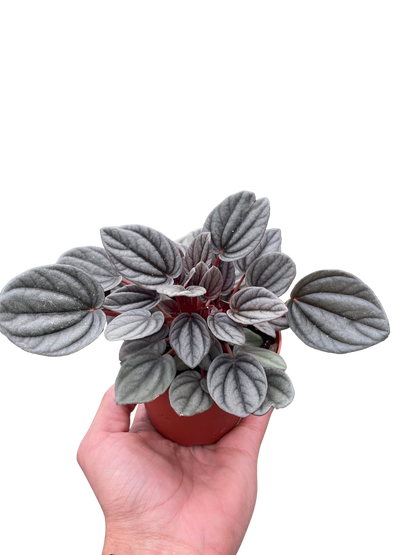 Peperomia Mendoza