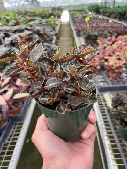 Peperomia Metallica