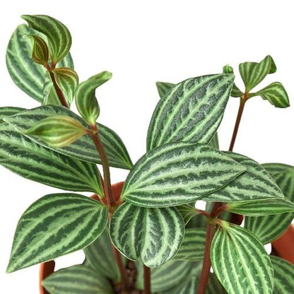 Peperomia Parallel