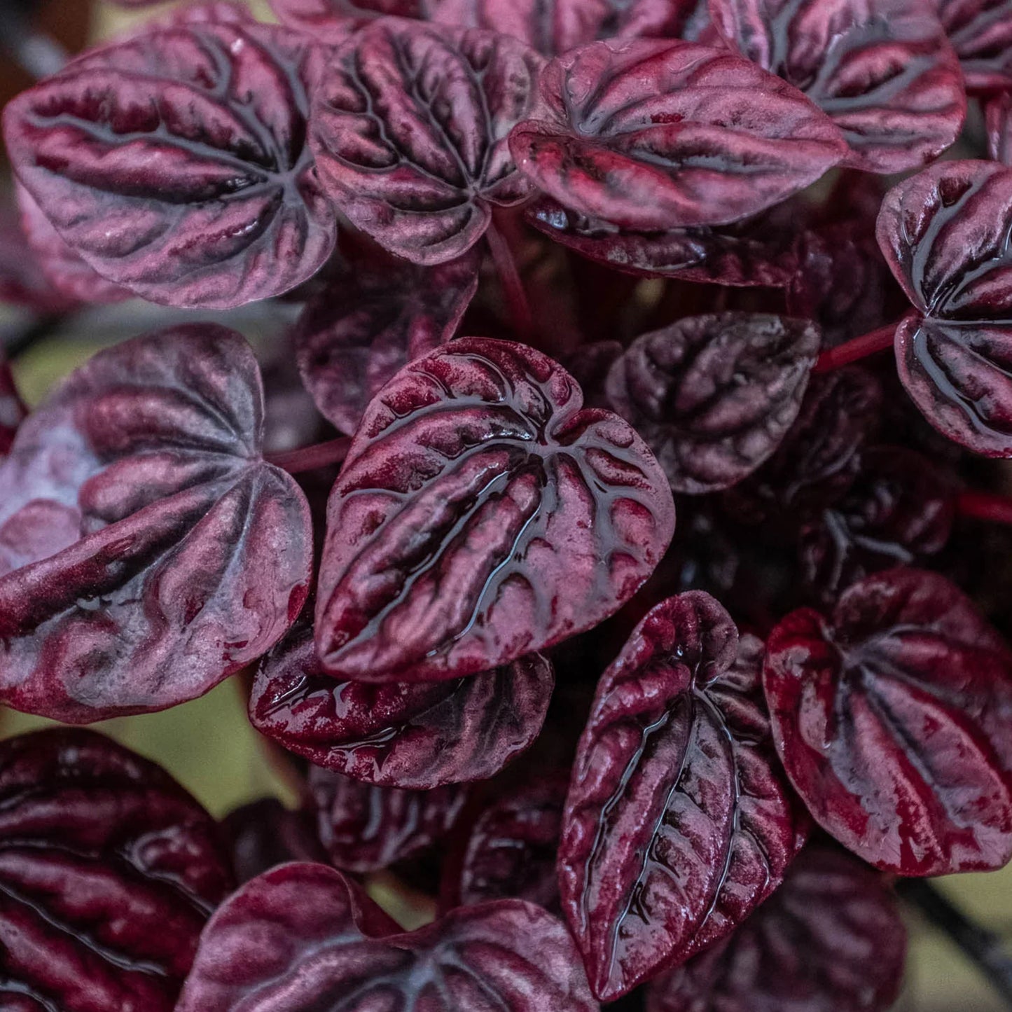 Peperomia Ripple Red