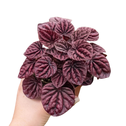 Peperomia Ripple Red