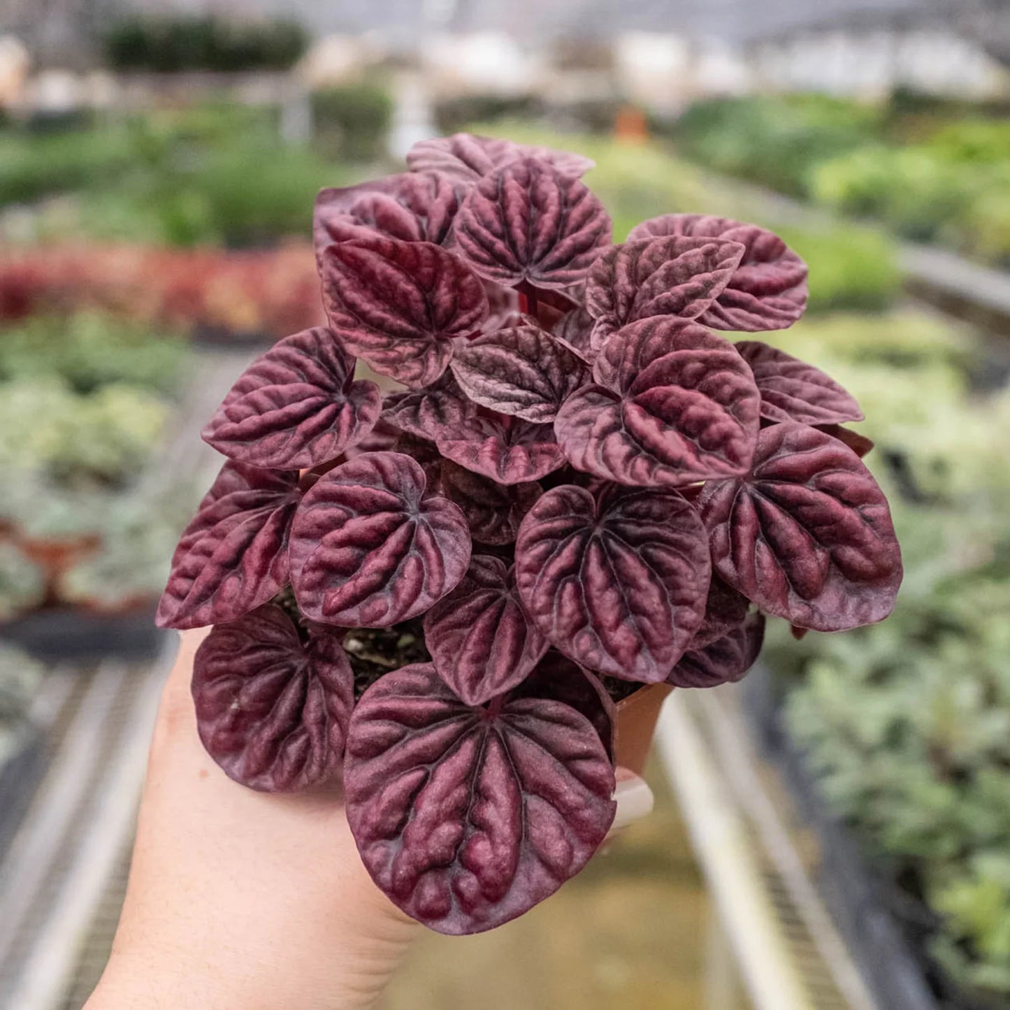 Peperomia Ripple Red